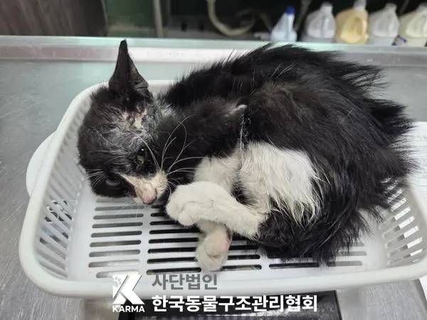 한국 고양이 보호중 사진