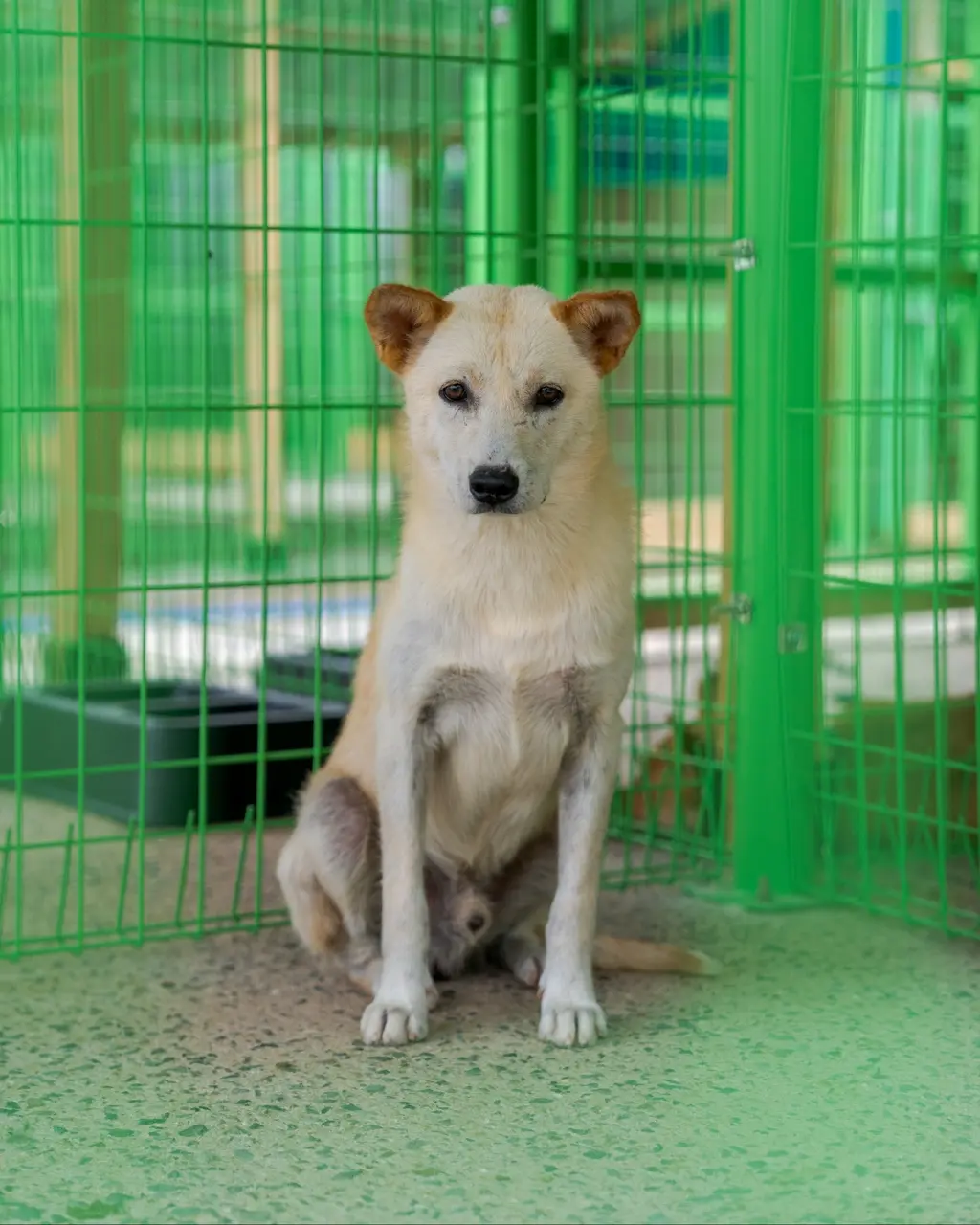 믹스견 보호중 사진