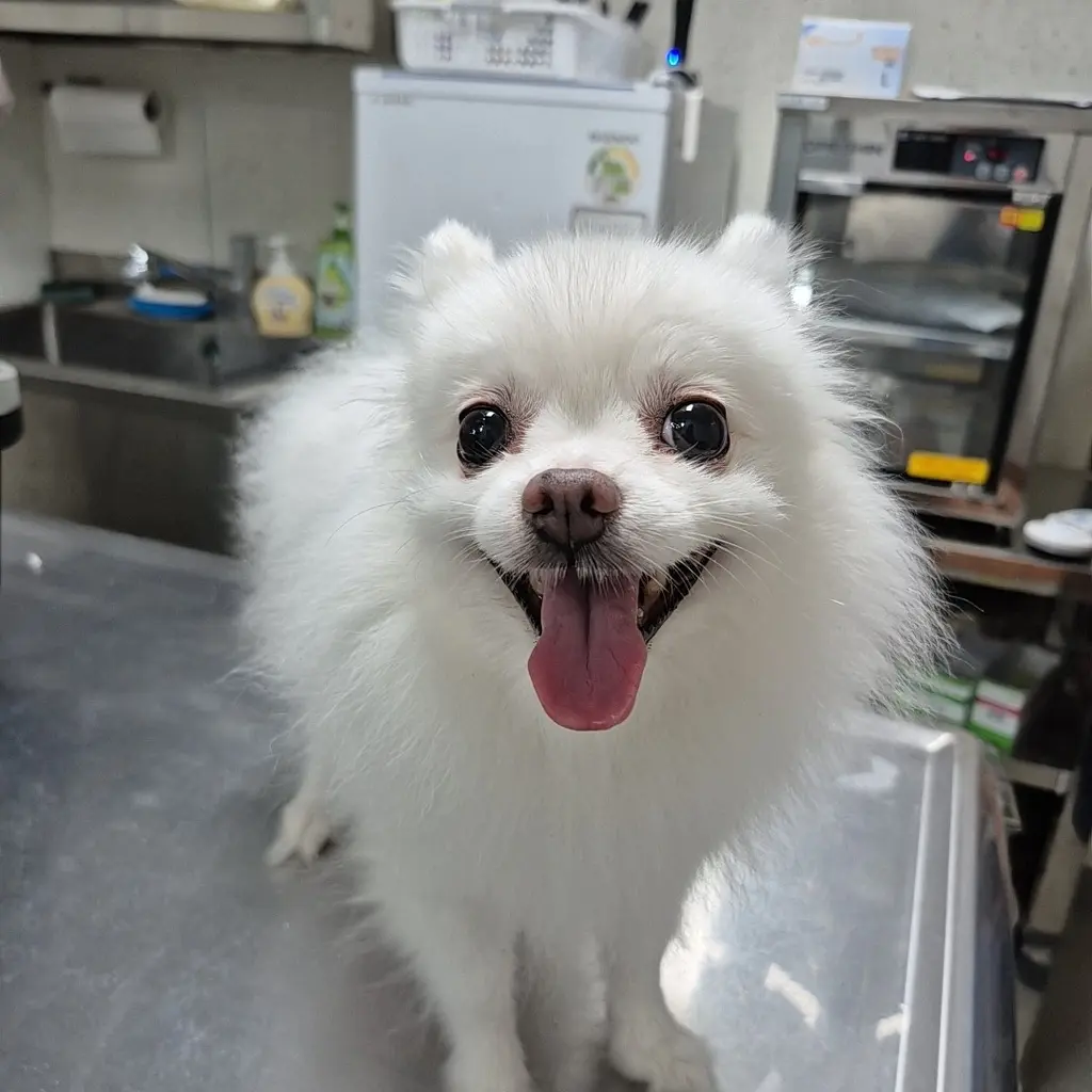 포메라니안 보호중 사진