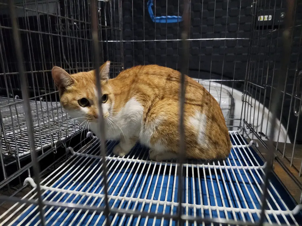 한국 고양이 보호중 사진