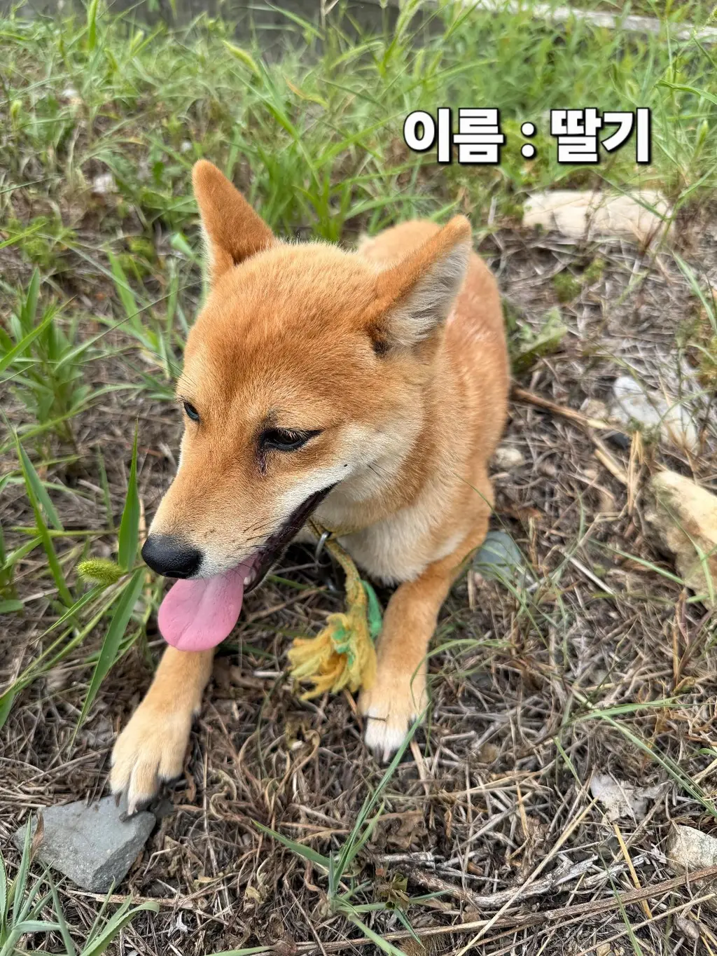 믹스견 보호중 사진