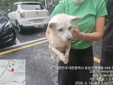 믹스견 보호중 사진
