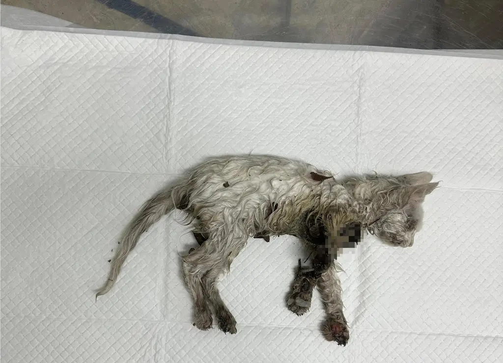 한국 고양이 보호중 사진