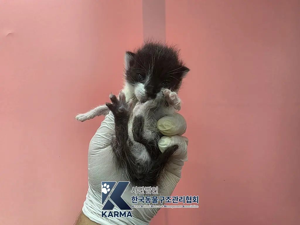 한국 고양이 보호중 사진