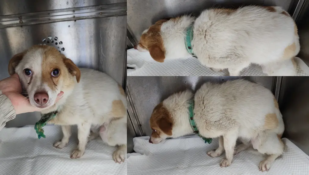 믹스견 보호중 사진