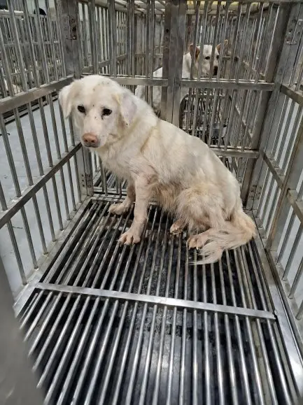 믹스견 보호중 사진