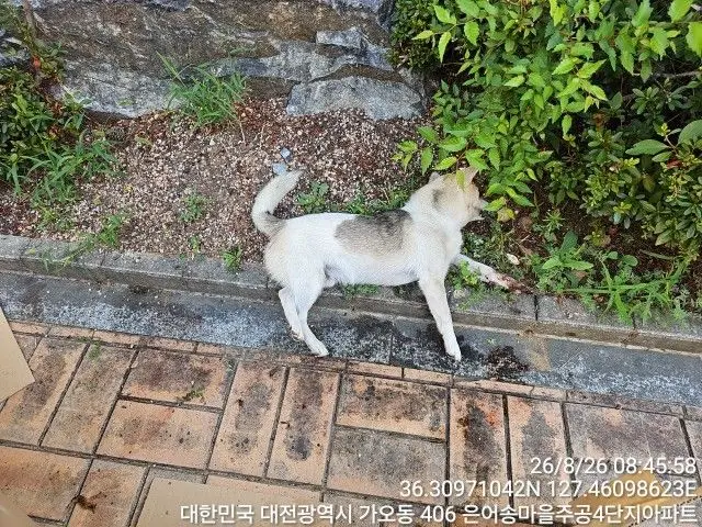 믹스견 보호중 사진