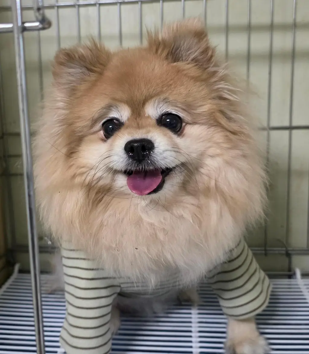 포메라니안 보호중 사진