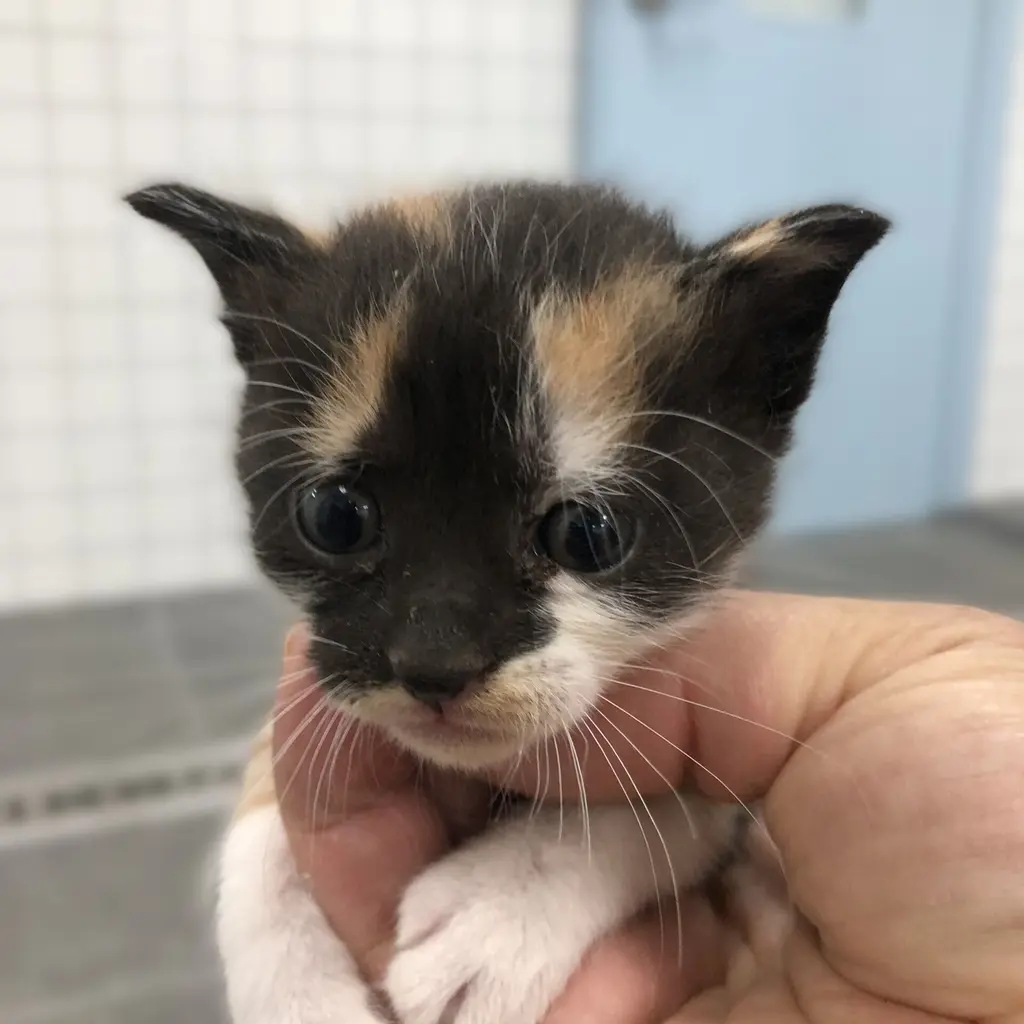 한국 고양이 보호중 사진