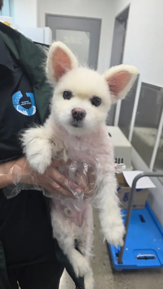 포메라니안 보호중 사진