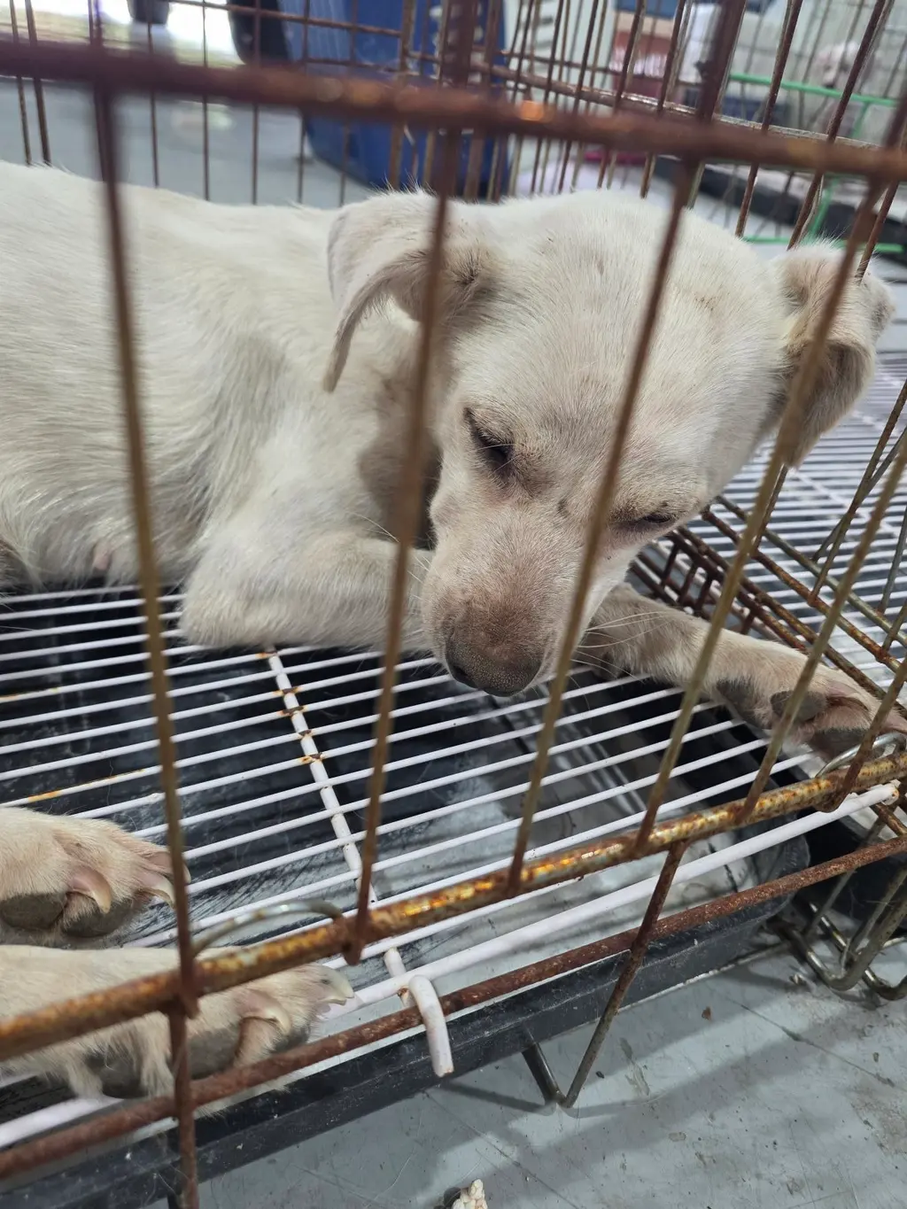 믹스견 보호중 사진