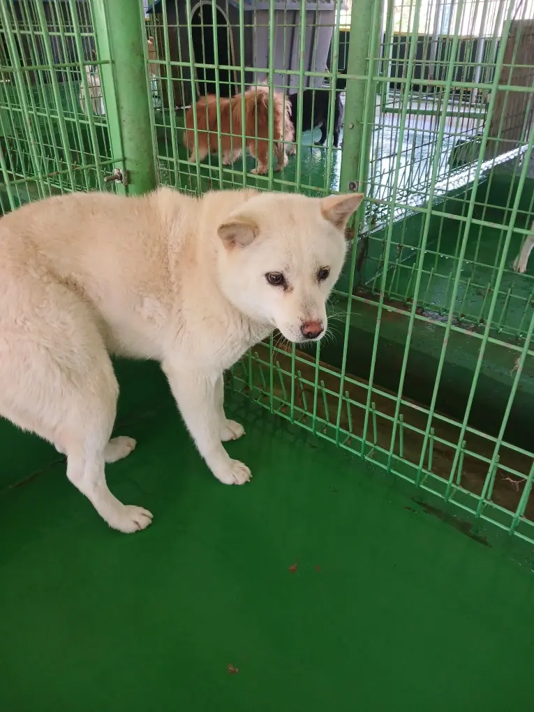진도견 보호중 사진