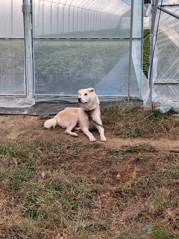 믹스견 보호중 사진
