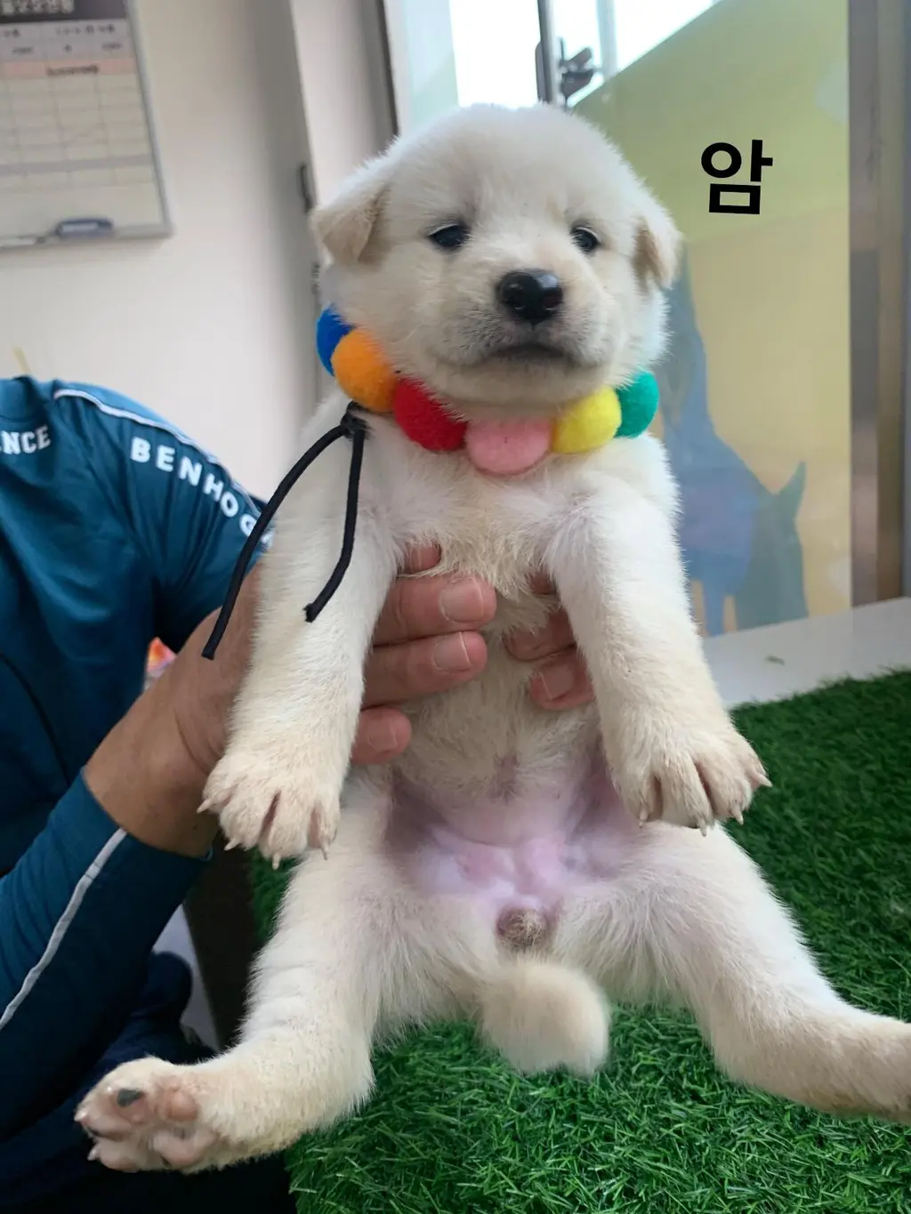 믹스견 보호중 사진