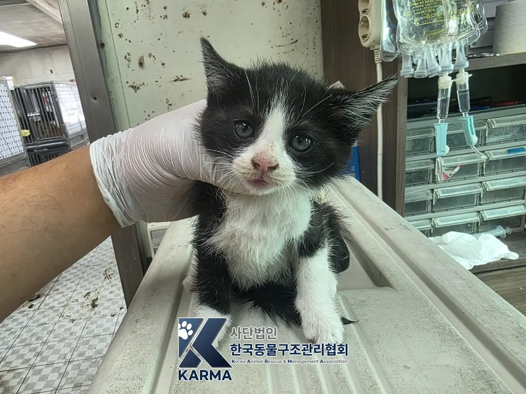 한국 고양이 보호중 사진