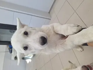 믹스견 보호중 사진