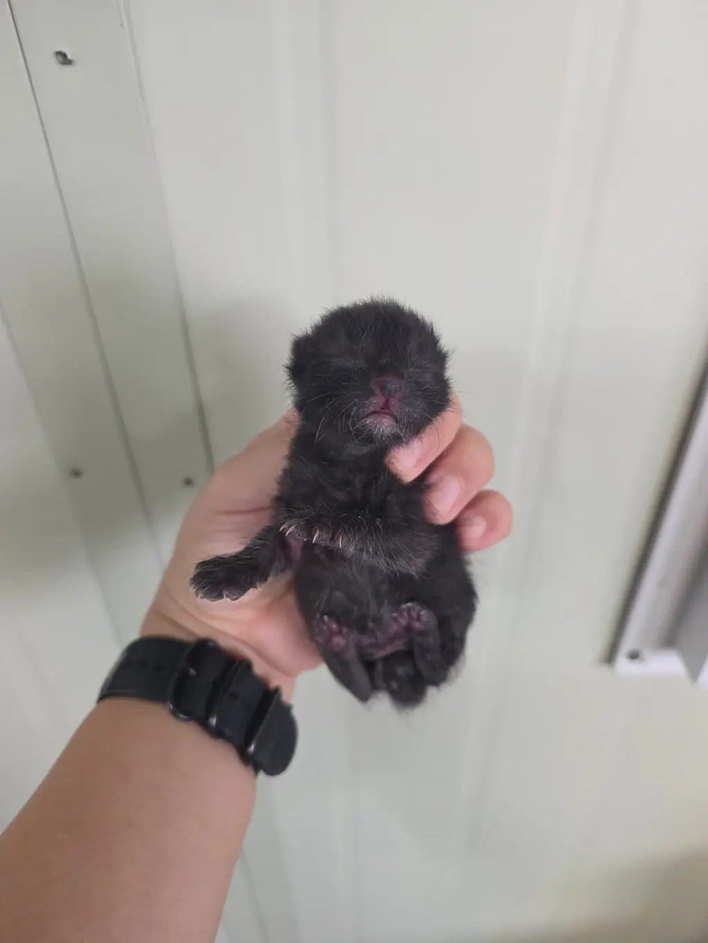 한국 고양이 보호중 사진