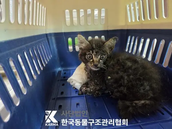한국 고양이 보호중 사진