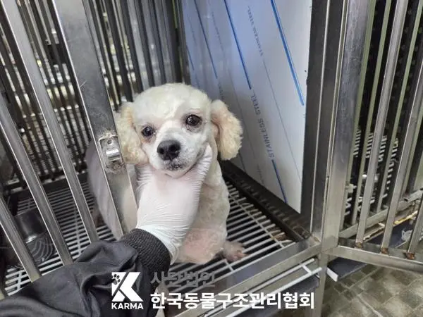 푸들 보호중 사진