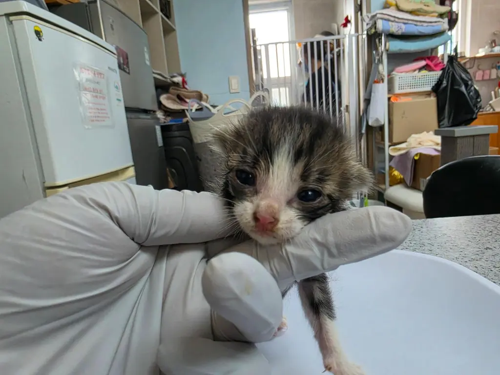 포메라니안 보호중 사진