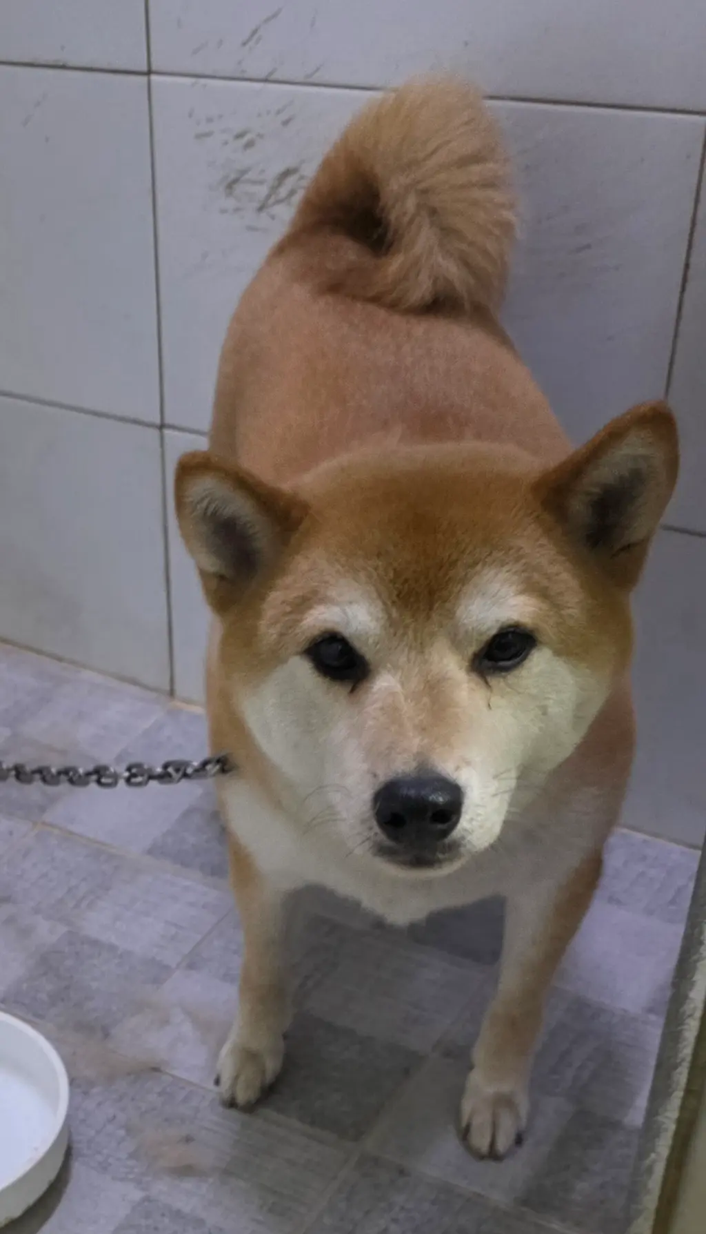 시바 보호중 사진