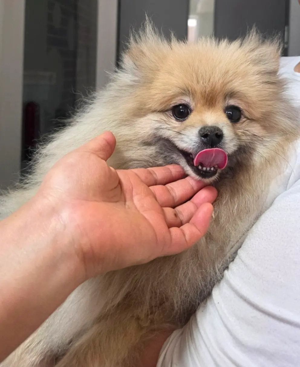 포메라니안 보호중 사진