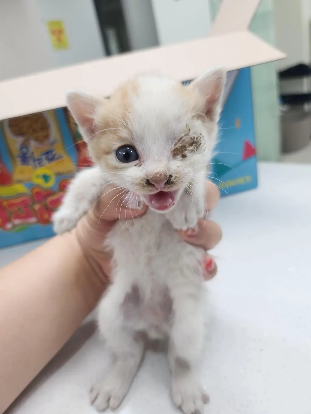 한국 고양이 보호중 사진