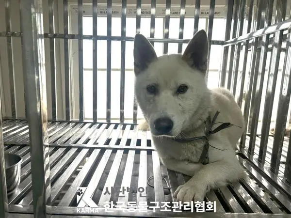 믹스견 보호중 사진