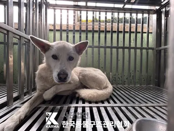 믹스견 보호중 사진