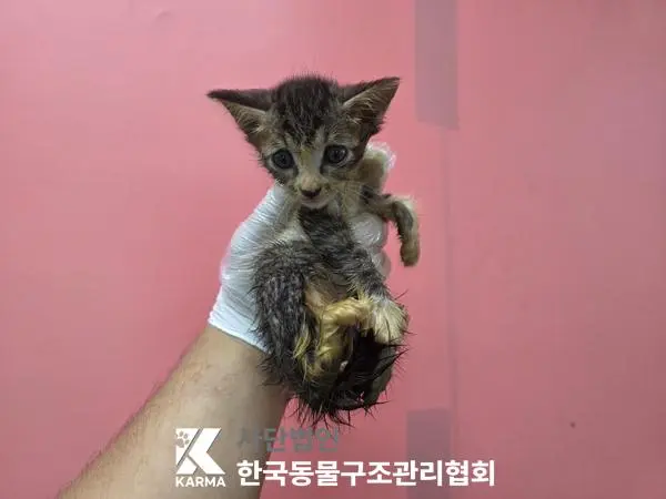 한국 고양이 보호중 사진