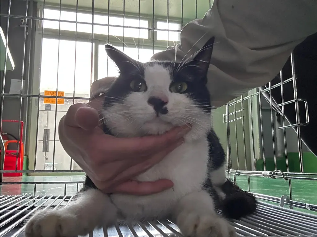 한국 고양이 보호중 사진