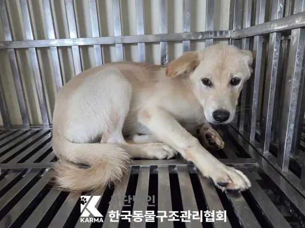 믹스견 보호중 사진
