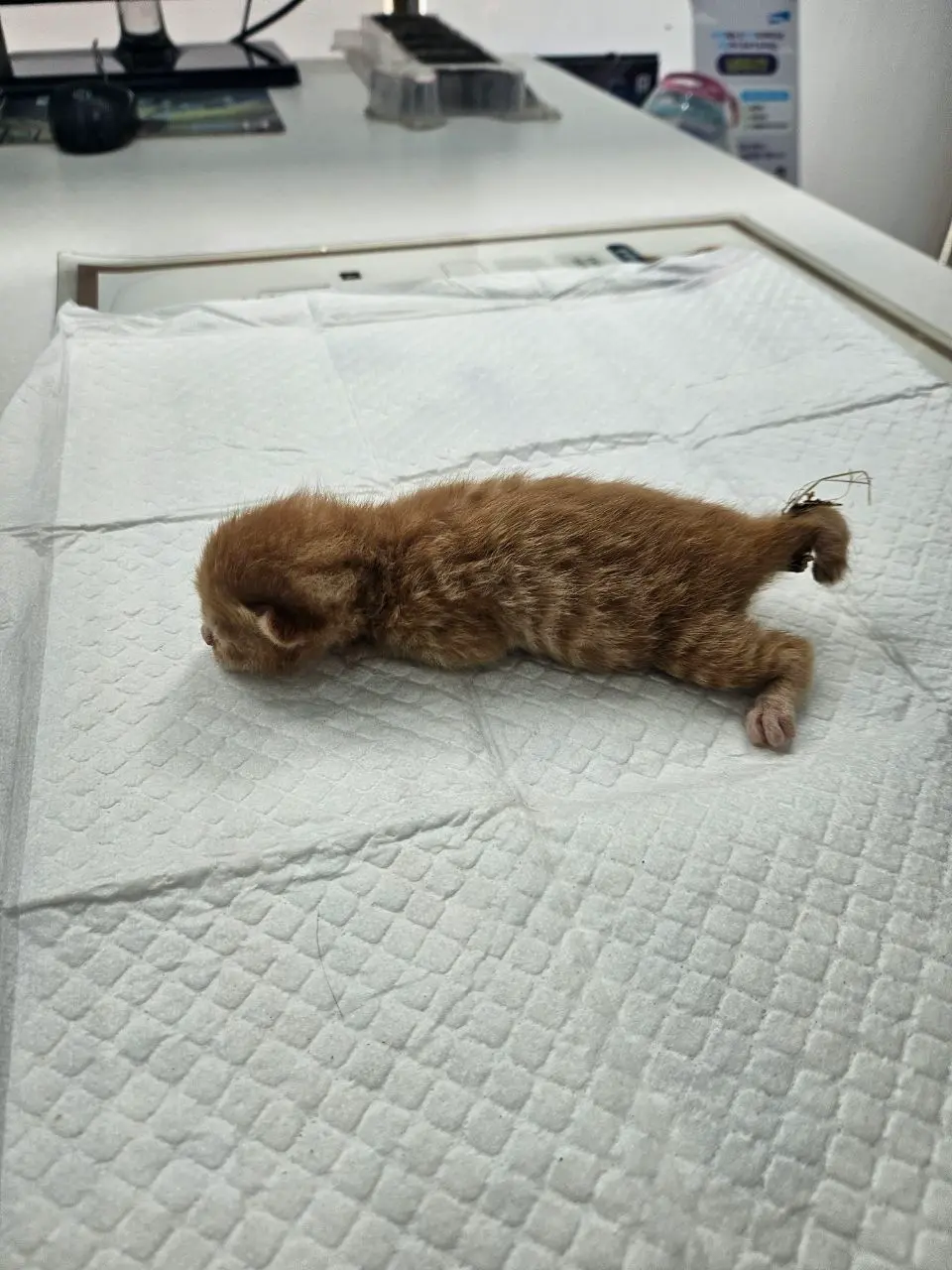 한국 고양이 보호중 사진