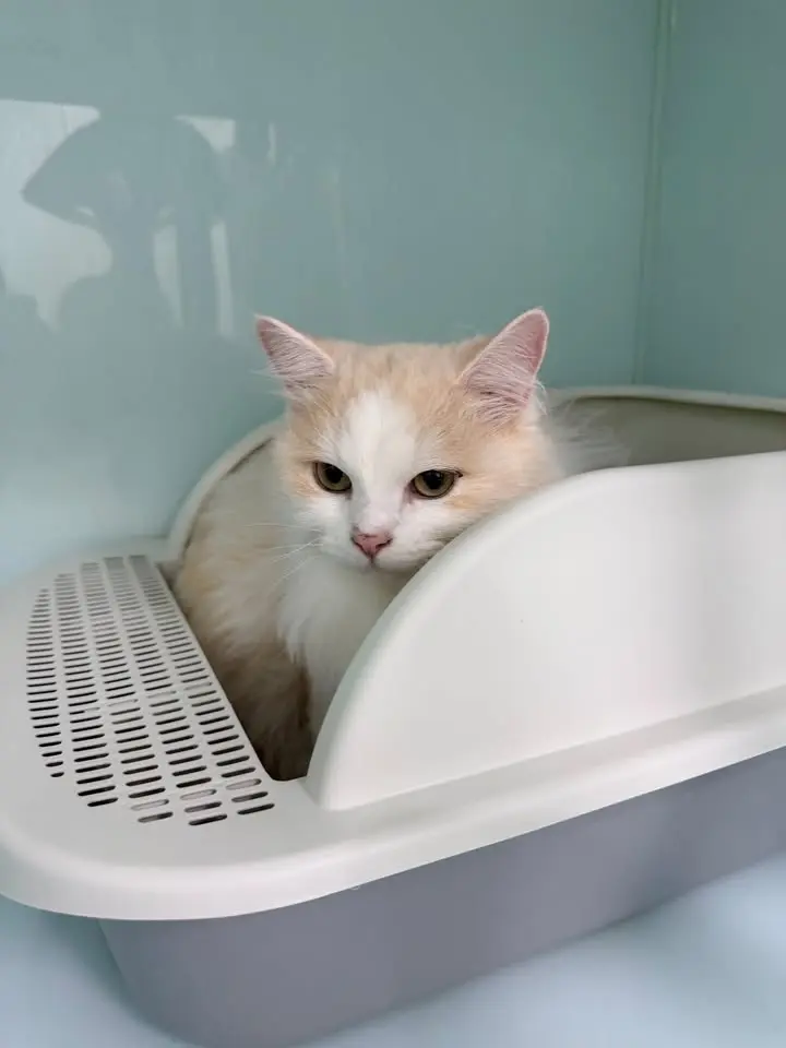 믹스묘 보호중 사진