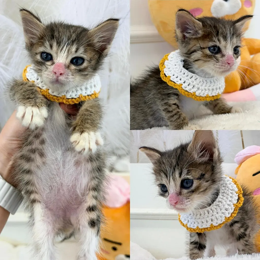한국 고양이 보호중 사진