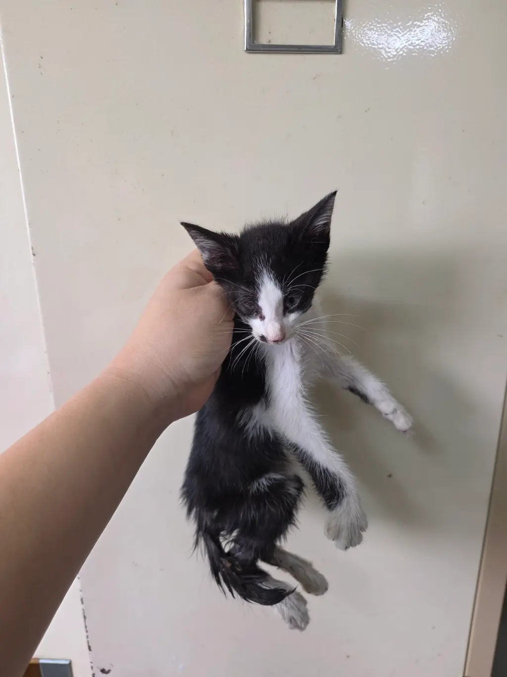 한국 고양이 보호중 사진