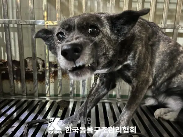 믹스견 보호중 사진
