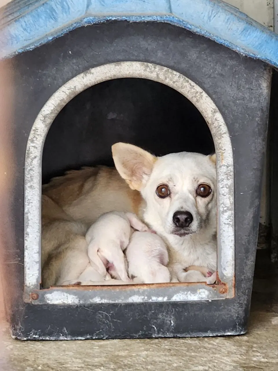 믹스견 보호중 사진