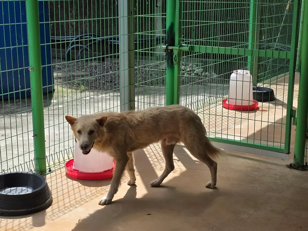 믹스견 보호중 사진