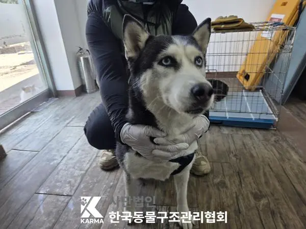 시베리안 허스키 보호중 사진