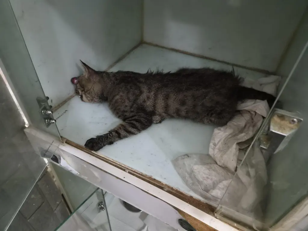 한국 고양이 보호중 사진