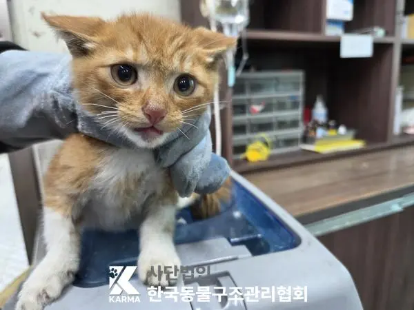 한국 고양이 보호중 사진
