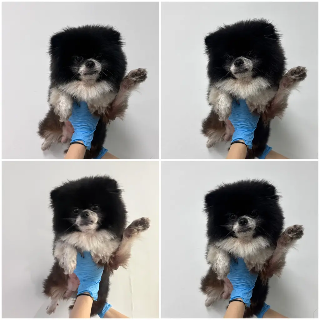 포메라니안 보호중 사진