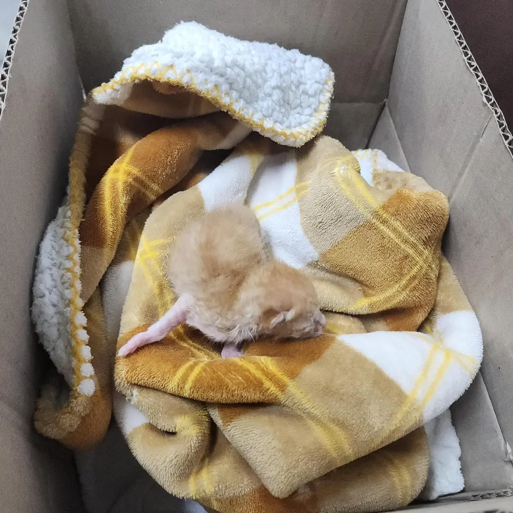 한국 고양이 보호중 사진