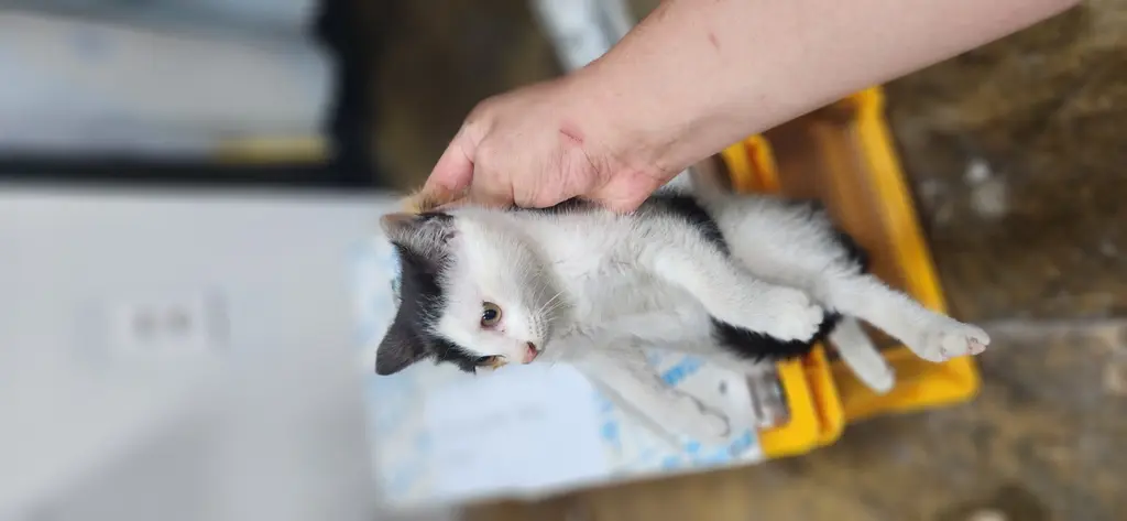 한국 고양이 보호중 사진