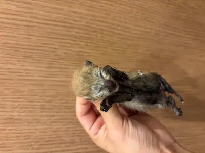 믹스묘 보호중 사진