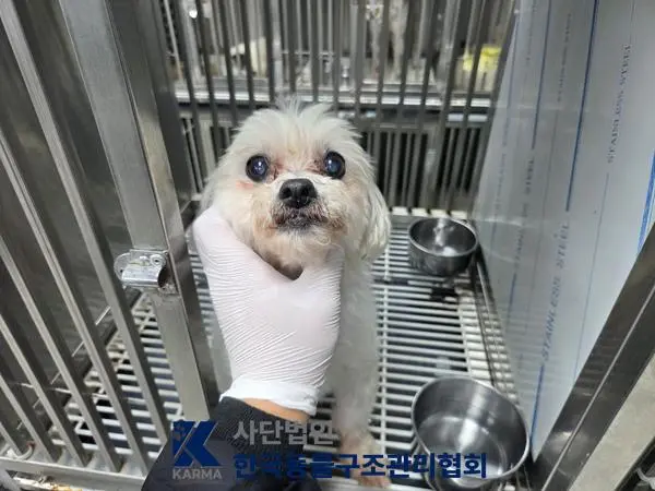 말티즈 보호중 사진