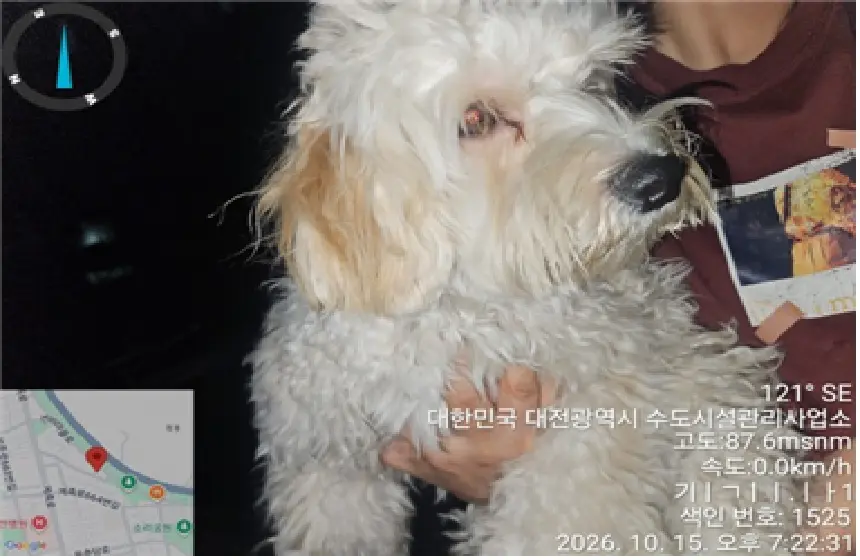 믹스견 보호중 사진