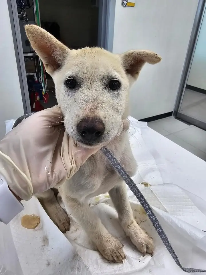 믹스견 보호중 사진