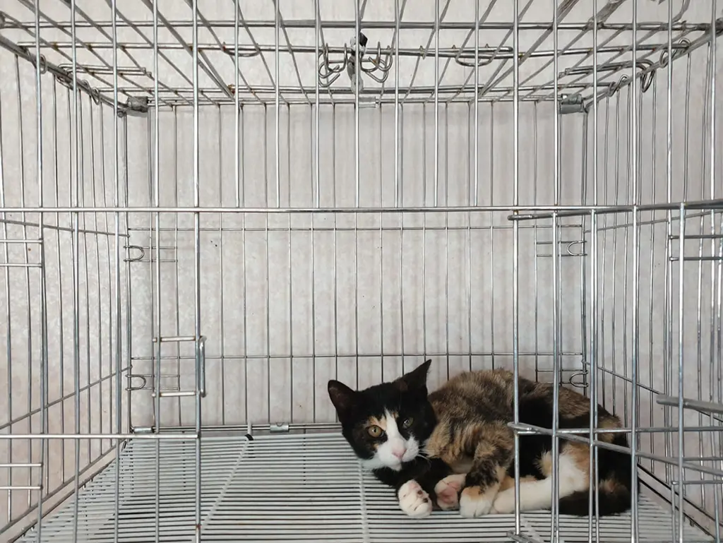 한국 고양이 보호중 사진